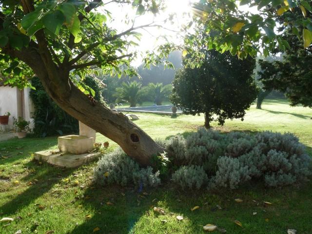 Bed and Breakfast Mas De Bouvet En Camargue Albaron Exterior foto